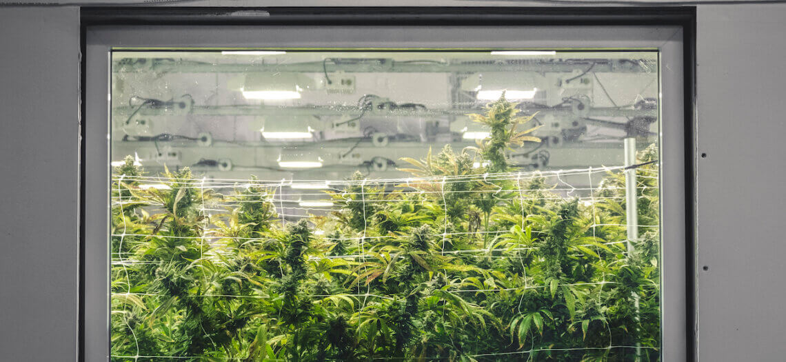 sinfronterasESC's tweet photo. #Cannabis workers in Ontario deserve dignity and respect! A collective agreement will make sure that #WeedMD workers have a healthy work environment ➡️ https://t.co/epYanEhbxD
#Fairness4CannabisWorkers #CannabisCommunity
#canlab #ONpoli https://t.co/4hEMznTOBc