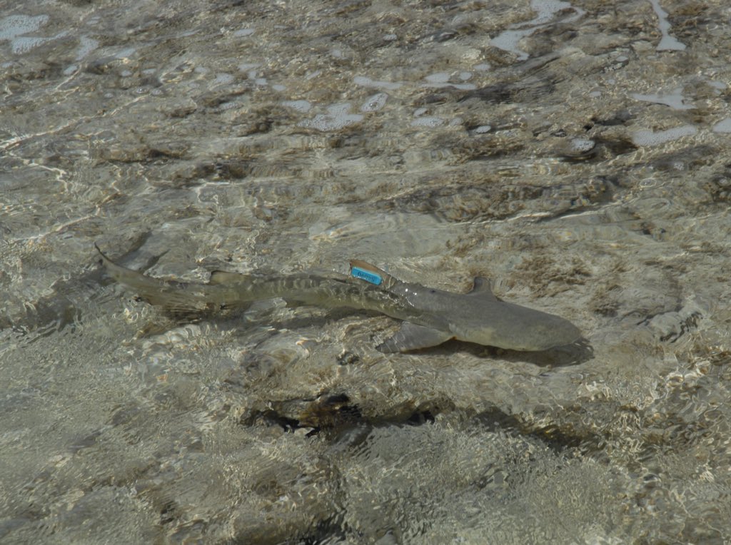 Looks at these sharksMovements untoldHow many wonders can one species hold?Looking around here you’d think(Sure) she tracks all the things