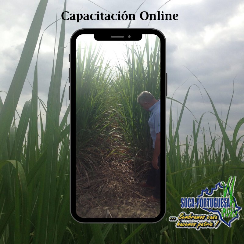 Soca-Portuguesa tweet media