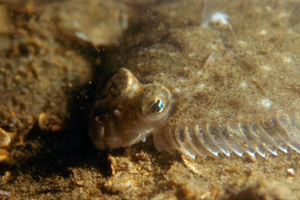 #DYK that flatfish are fish that swim on one side and have both eyes on the upper side. Let’s take after the flat fish and #FlattenTheCurve. Staying home saves lives!