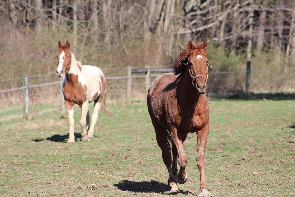 SHECherd's tweet photo. The horses are having plenty of fun hanging out on such a nice day! https://t.co/PN8zSLHsuV