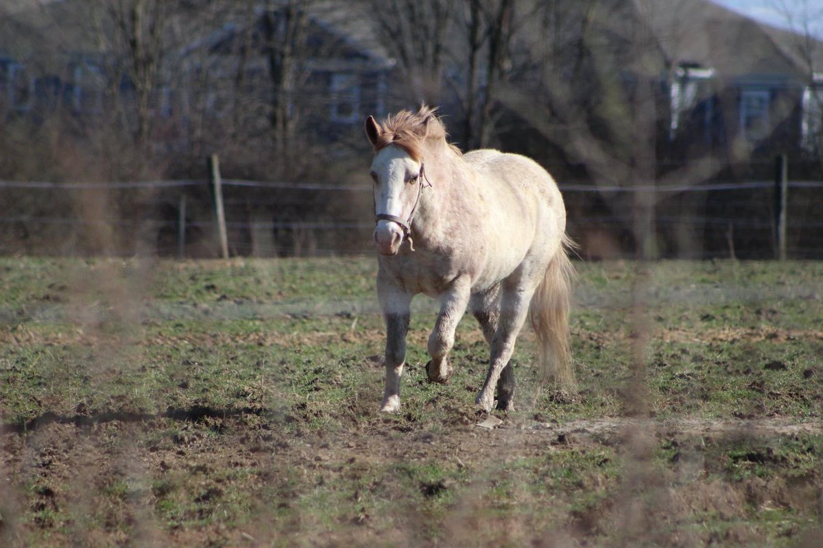 SHECherd's tweet photo. The horses are having plenty of fun hanging out on such a nice day! https://t.co/PN8zSLHsuV