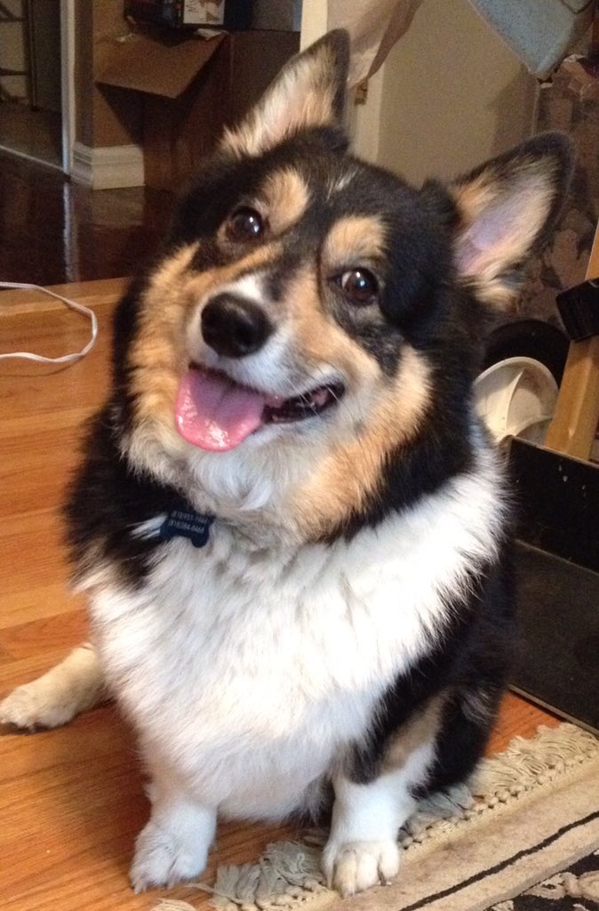 anotherhat's tweet image. #DangerDogDillon I’m pretty sure he’s a close relative of @StephenKing’s Evil Molly.  Rescued from a shelter in Maine about 5 years ago.  Don’t let the smile fool you!