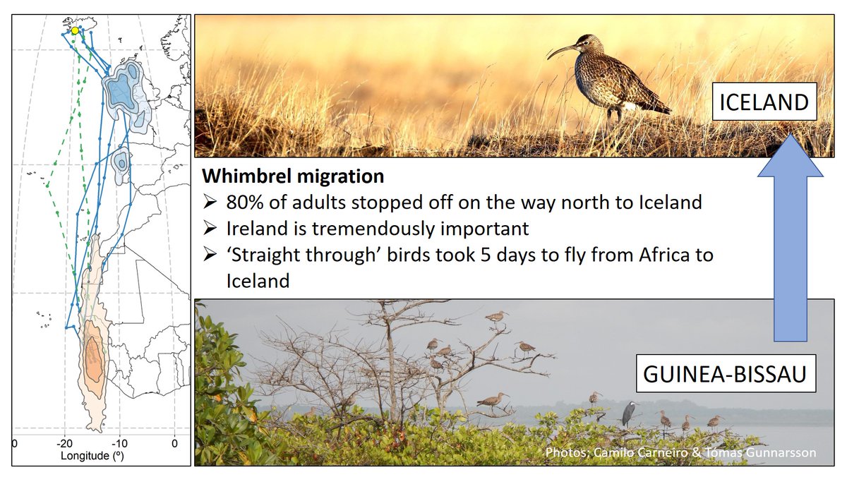 Attention Whimbrel-watchers! They're starting to arrive! 1/2Some will manage a non-stop trip to Iceland but most will stop off:  https://wadertales.wordpress.com/2018/11/21/iceland-to-africa-non-stop/  #ornithology  #waders  #nocmig