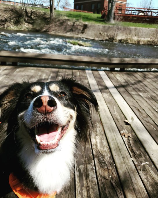 Someone had a big walk 🌞 https://t.co/OmI3e6uwbu<a href="/tag/streamandshoot"class="tags"><span>#streamandshoot</span></a>