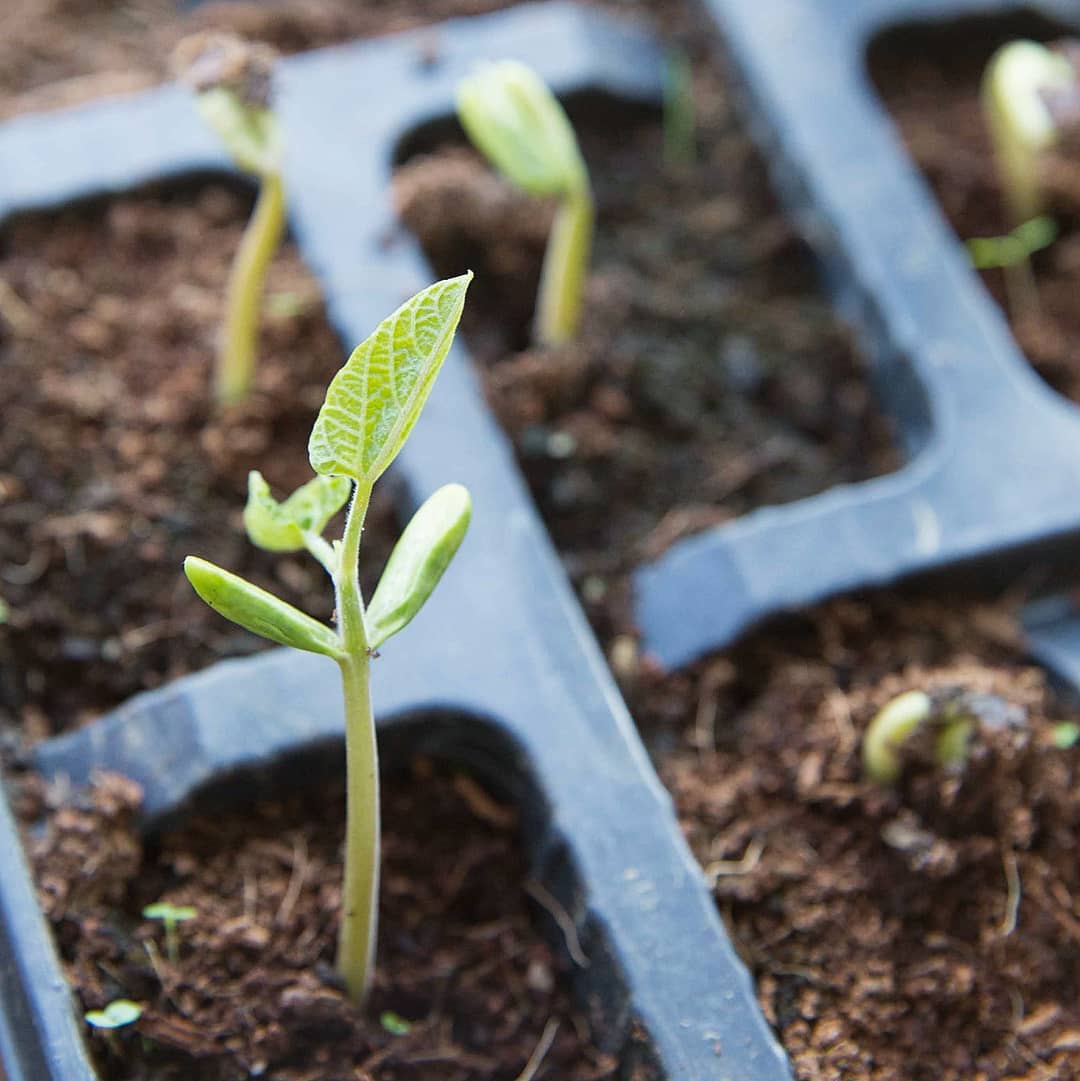 SchoolFarmCSA's tweet photo. We've been busy sowing seeds and keeping up with all the changes that are occurring at this challenging time. 
We have a few veg box shares left but places are filling fast so if you'd like a box get in there quick!:- https://t.co/hrI0JKXpHc 📝 #totnes @Dartington @TTTotnes https://t.co/puK9WW5Q2g