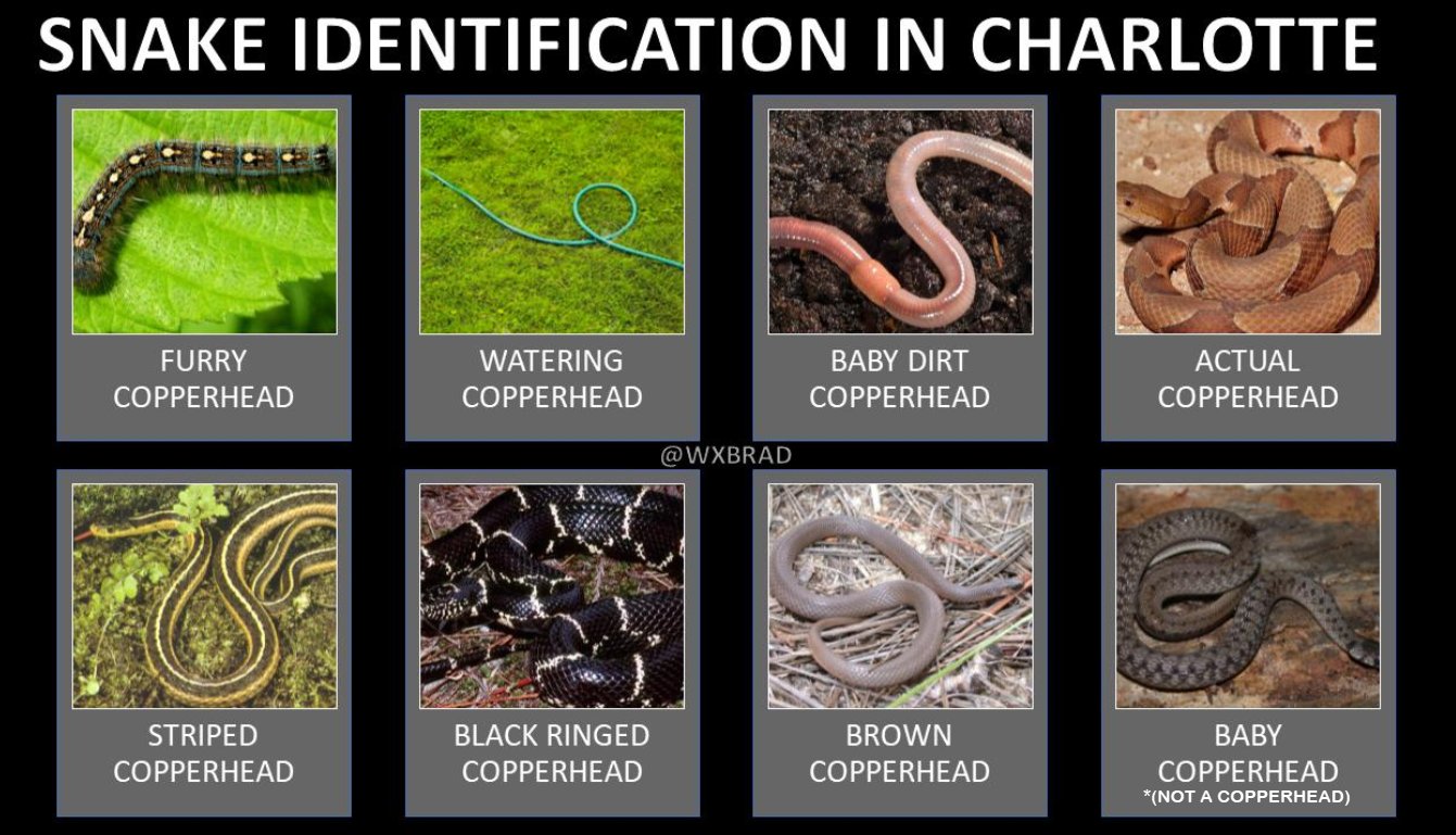 Brad Panovich This Is My Annual Snake Guide For Charlotte This Is Meant To Show Not All Snakes Are Bad Or Copperheads Which Are The Only Venomous Snake Common Brad Panovich This Is My Annual Snake Guide For Charlotte This Is Meant To Show Not All Snakes Are Bad Or Copperheads Which Are The Only Venomous Snake Common