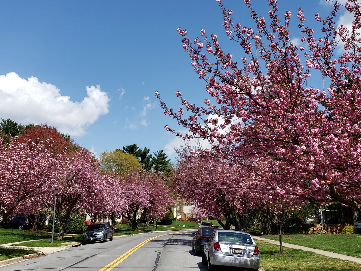 MarkPierzchala's tweet photo. Every year we're blessed with cherry blossoms on our street. Especially beautiful this year. https://t.co/xtKmkMVBWa