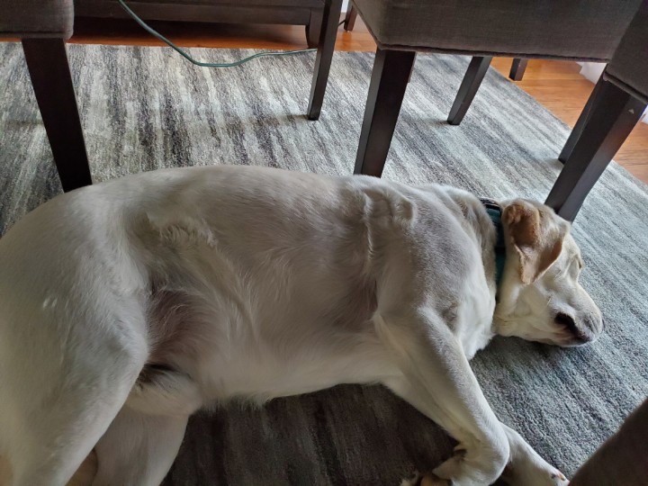 StaySea4's tweet photo. @sunrize619 aww, he was so tiny! Now he lays under the dining room table! https://t.co/HmloOAVjrE