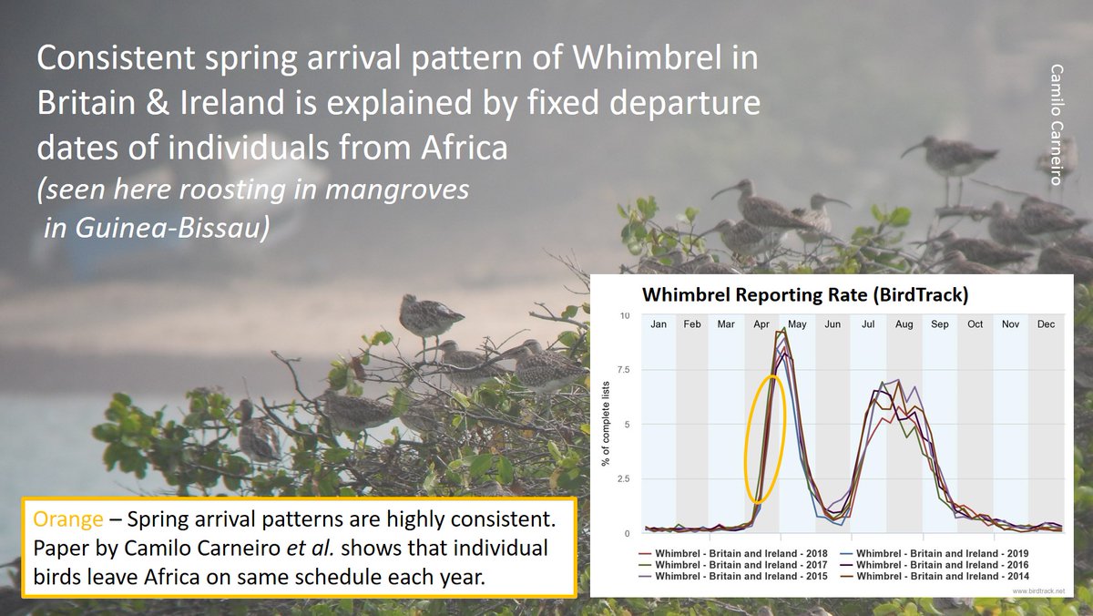 2/2 Studies by  @Camilo_Carneiro  @TomasGretar  @_JoseAAlves_ have shown that individuals leave Africa at the same time each year:  https://wadertales.wordpress.com/2019/07/02/whimbrel-time-to-leave/  #ornithology  #waders