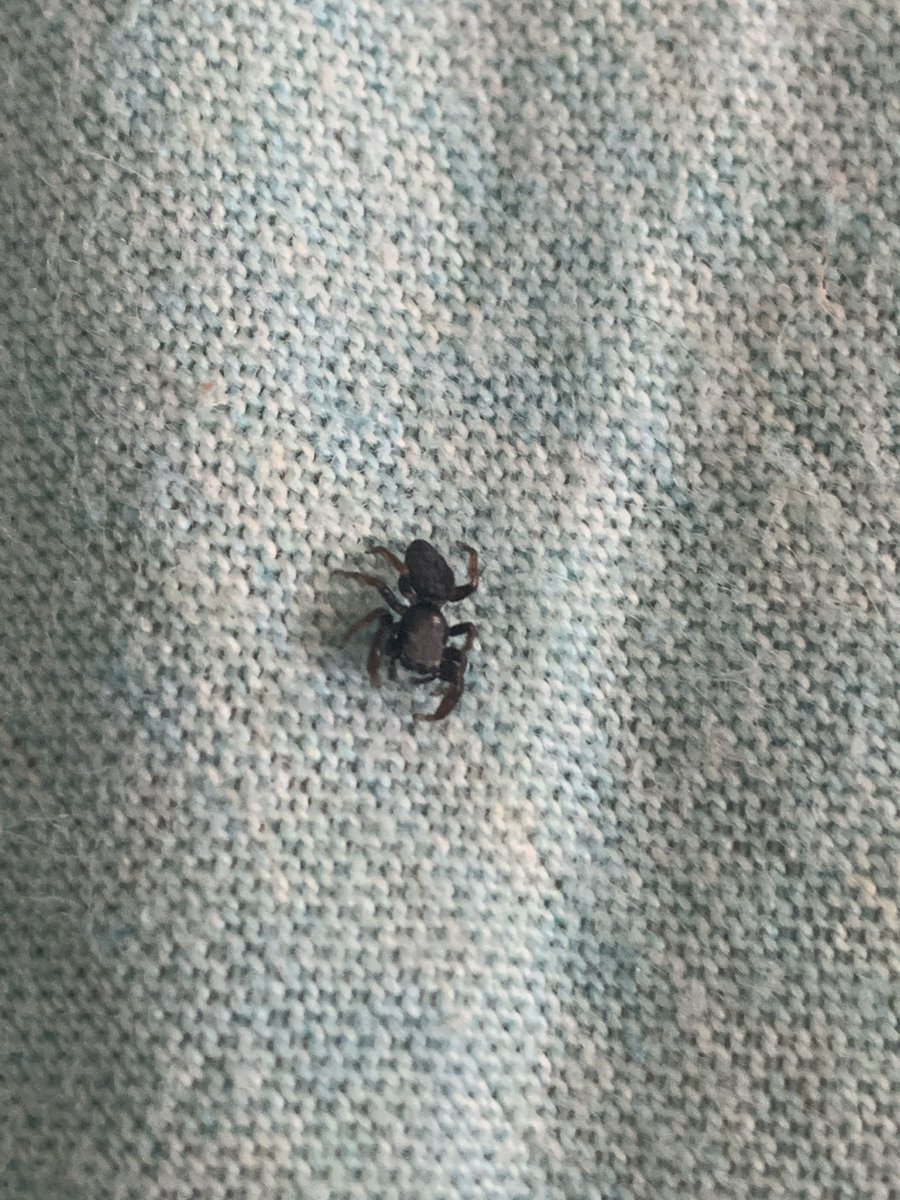 “Its like half spider half crab” -my helpful boyfriend when I ask him to identify what’s on my bed about to kill me.