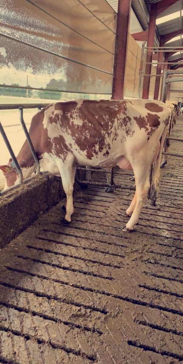 cogentbreeding's tweet photo. #SiredByCogent AWESOME-RED at Annaghmore Holsteins in Northern Ireland 😍
Awesome-Red is transmitting fancy frames and tremendous mammary systems to his daughters. He is sure to be the sire of many show winners in the future!
Available in SexedULTRA 4M.
#BeProfitableBeCogent https://t.co/6yGPcTzFZw