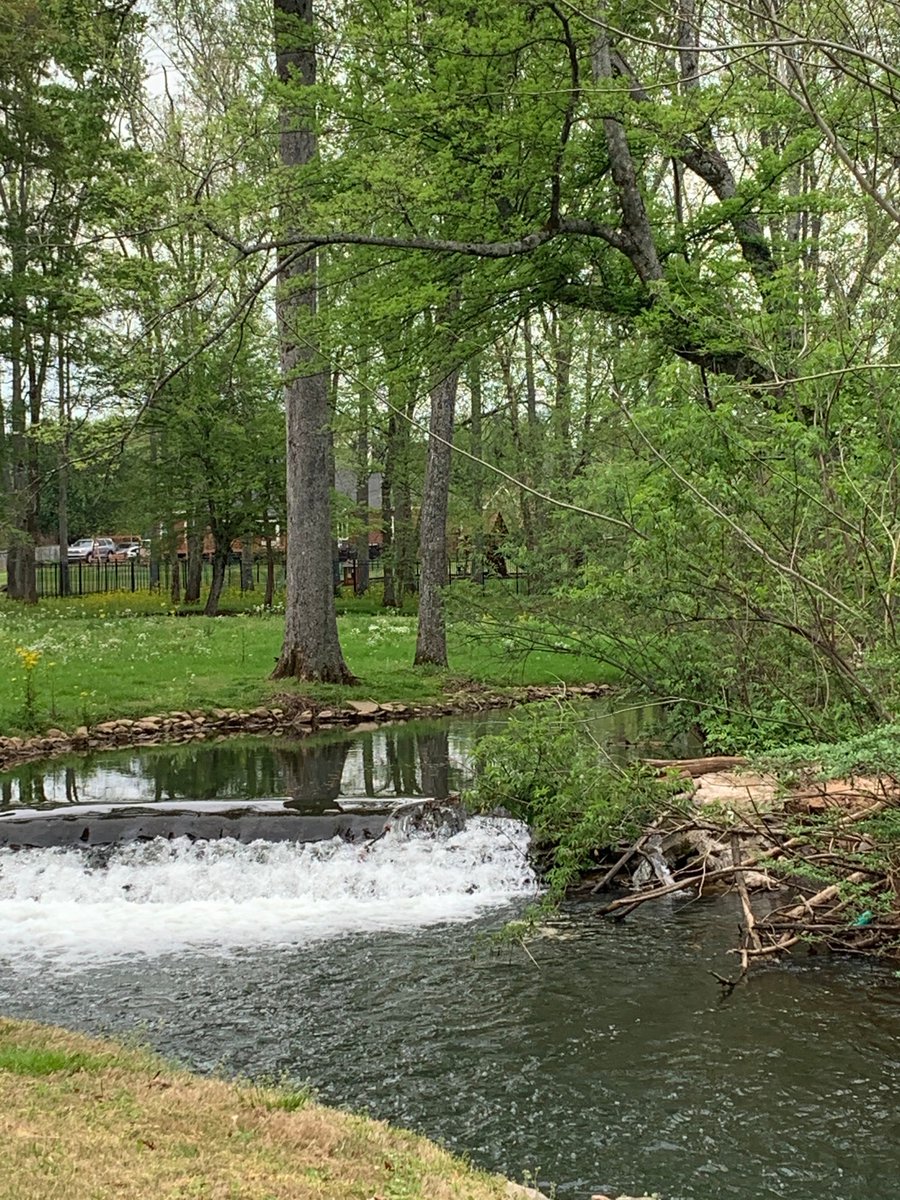 MitziDennis's tweet photo. ACS Spirit Week Day 3 - One of my favorite places in nature is my back yard.  I live on Indian Creek and enjoy the wildlife daily.  #oneathens https://t.co/AMcQiZZtok