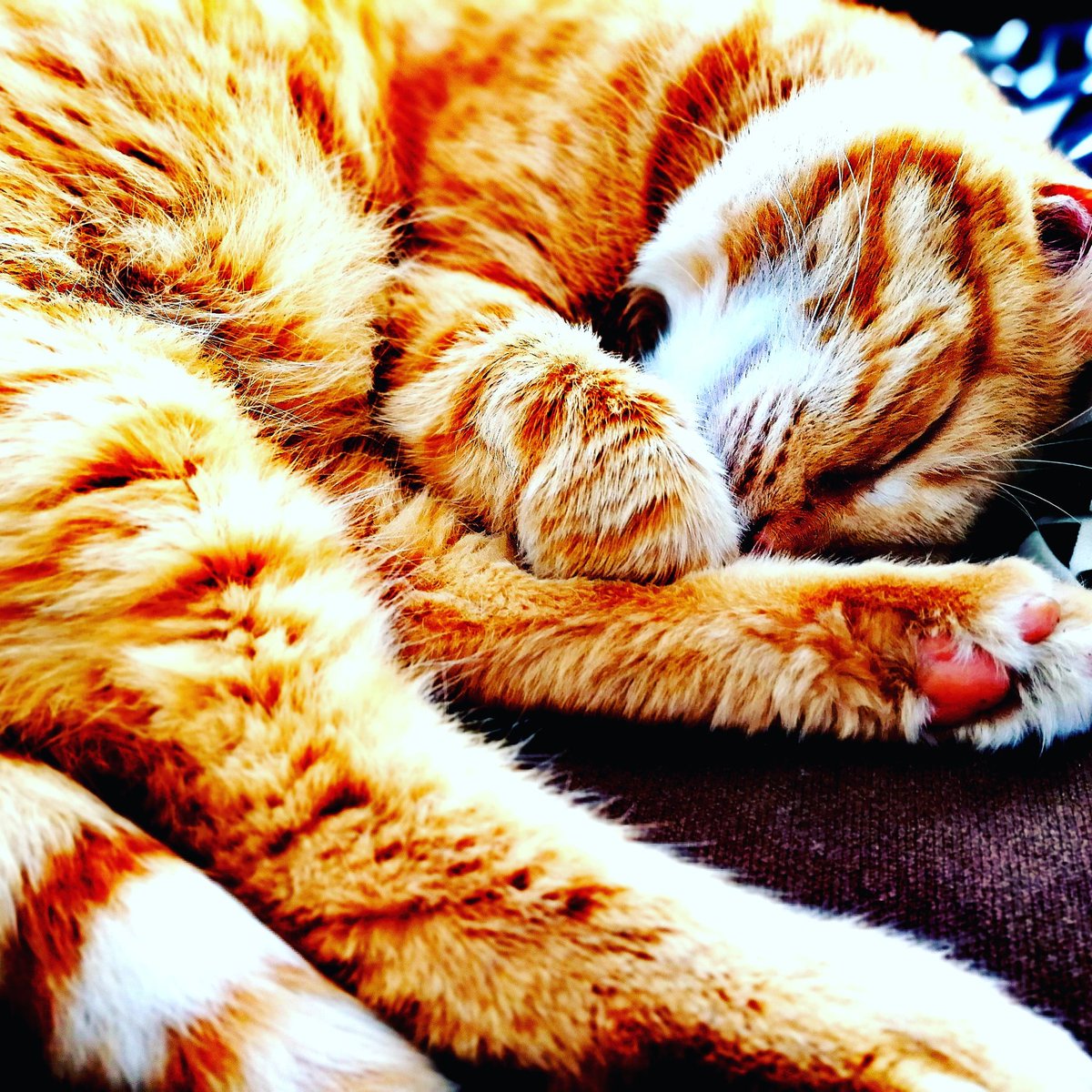 LynneWinThomas's tweet photo. Once, in a far off land, in a far past time, I was a tiger, stalking through the long grass in the hot summer sun.
But now, in a place called home, in a time that's here, I am a sleepy cat, with food in a dish and a water bowl.
I am Kevin. Hear me purr.
#catsofsplott https://t.co/AYYMB4sjNK