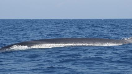 🇫🇷 Pandémie de #coronavirus : à #Marseille, 2 rorquals ont été aperçus au large des #Calanques. Avec réduction du trafic martitime, les cétacés se rapprochent des côtes, fait rarissime en temps normal. (France Info) #Covid_19  #confinementjour23