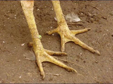 carobalduino's tweet image. #LiveLocalMariliaMendonca