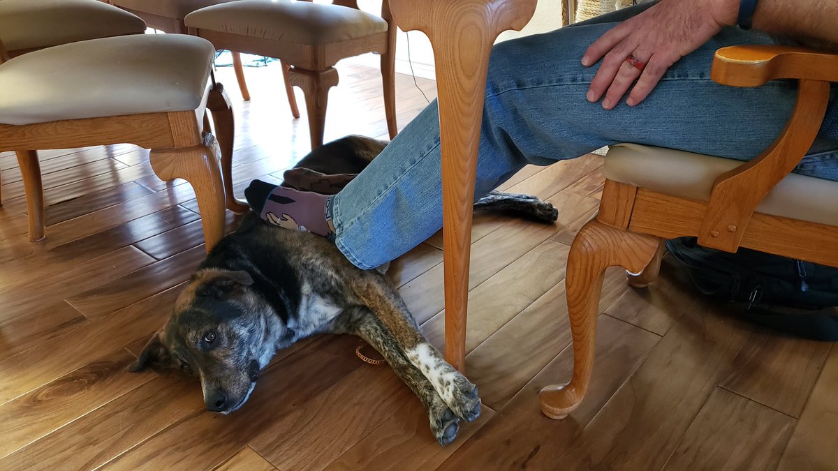 MNeitroCO's tweet photo. Working from home means I get a footrest & Rocket gets a belly rub! #StayAtHome #WFH #dogsofquarantine #WorkFromHome #InThisTogether #dogsoftwitter #petsunderlockdown https://t.co/4JbUtfx99g
