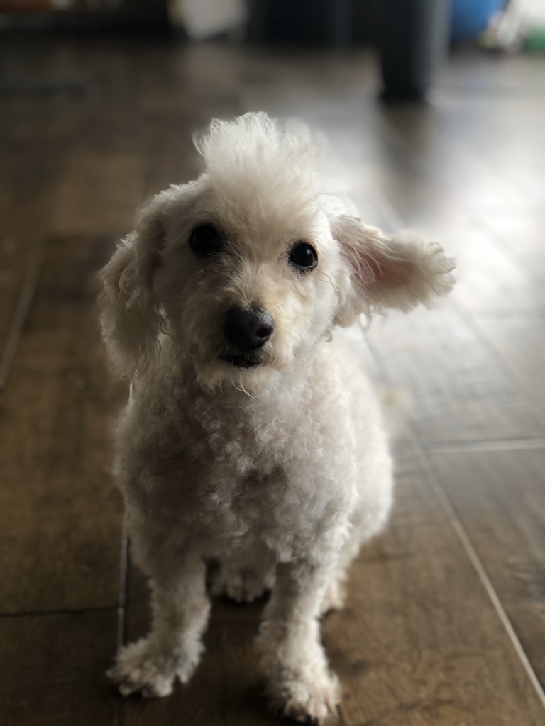 For the first time ever, I gave my dog a haircut. It went about how you would have expected.