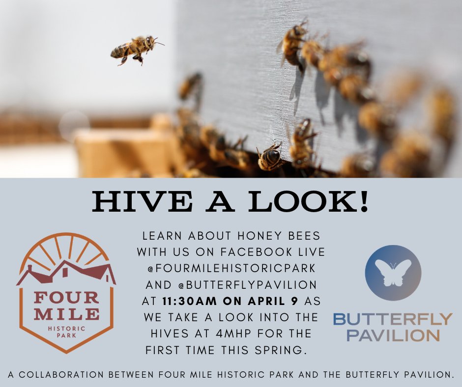 BEES. We love them. Take a look on our Facebook page on 11:30am on April 9th as <a href="/B_flyPavilion/">Butterfly Pavilion</a> gives you a special look at the Park's beehives. 🐝🍯