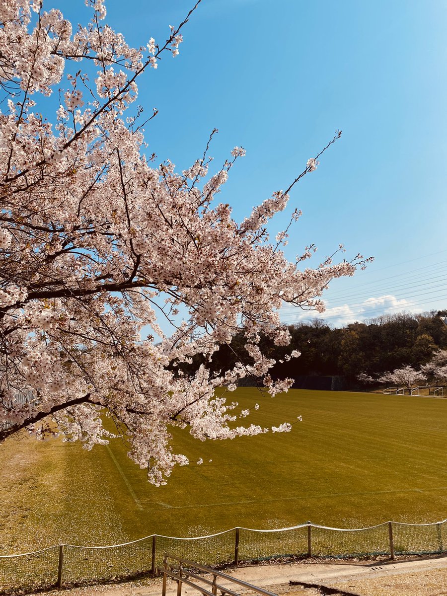 37Yorp's tweet photo. #桜の園フォトコン2020 https://t.co/hjw4QpiwWT