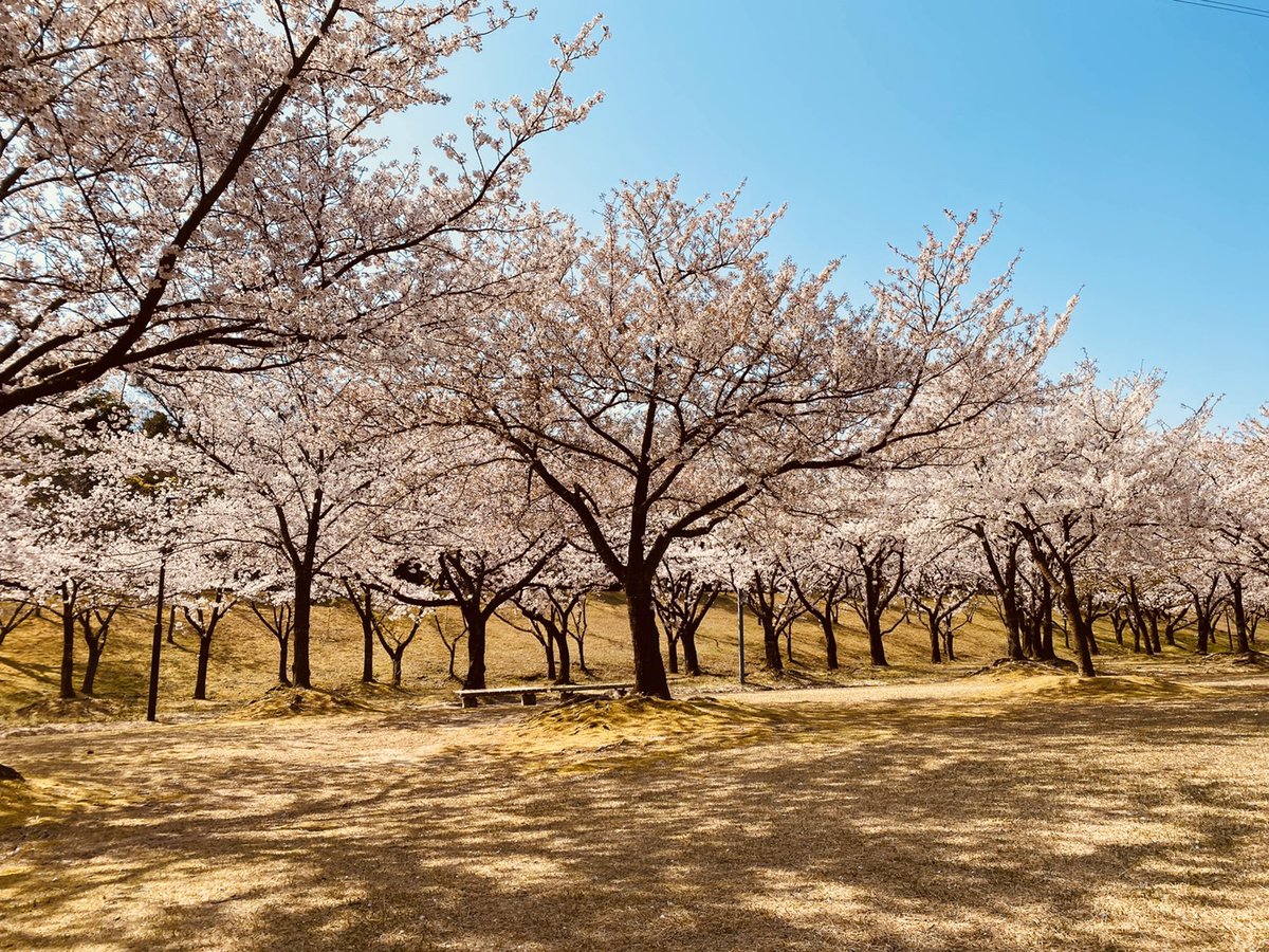 37Yorp's tweet photo. #桜の園フォトコン2020 https://t.co/hjw4QpiwWT