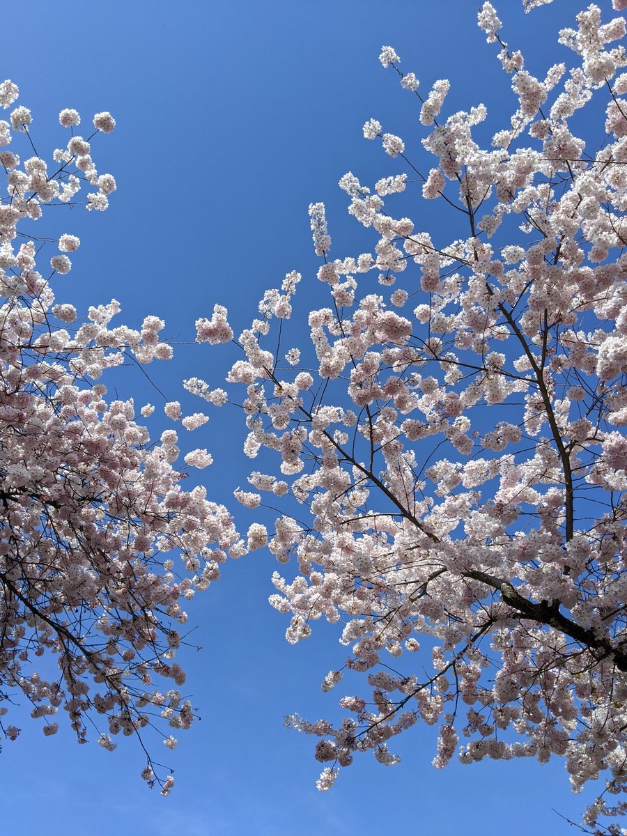 The trees are starting to turn white now. Like puffy clouds growing on the ground. Can't help but think of them as fake plastic trees, they look so out of place, but they are very real.  #cherryblossoms  #cherryblossomdaily
