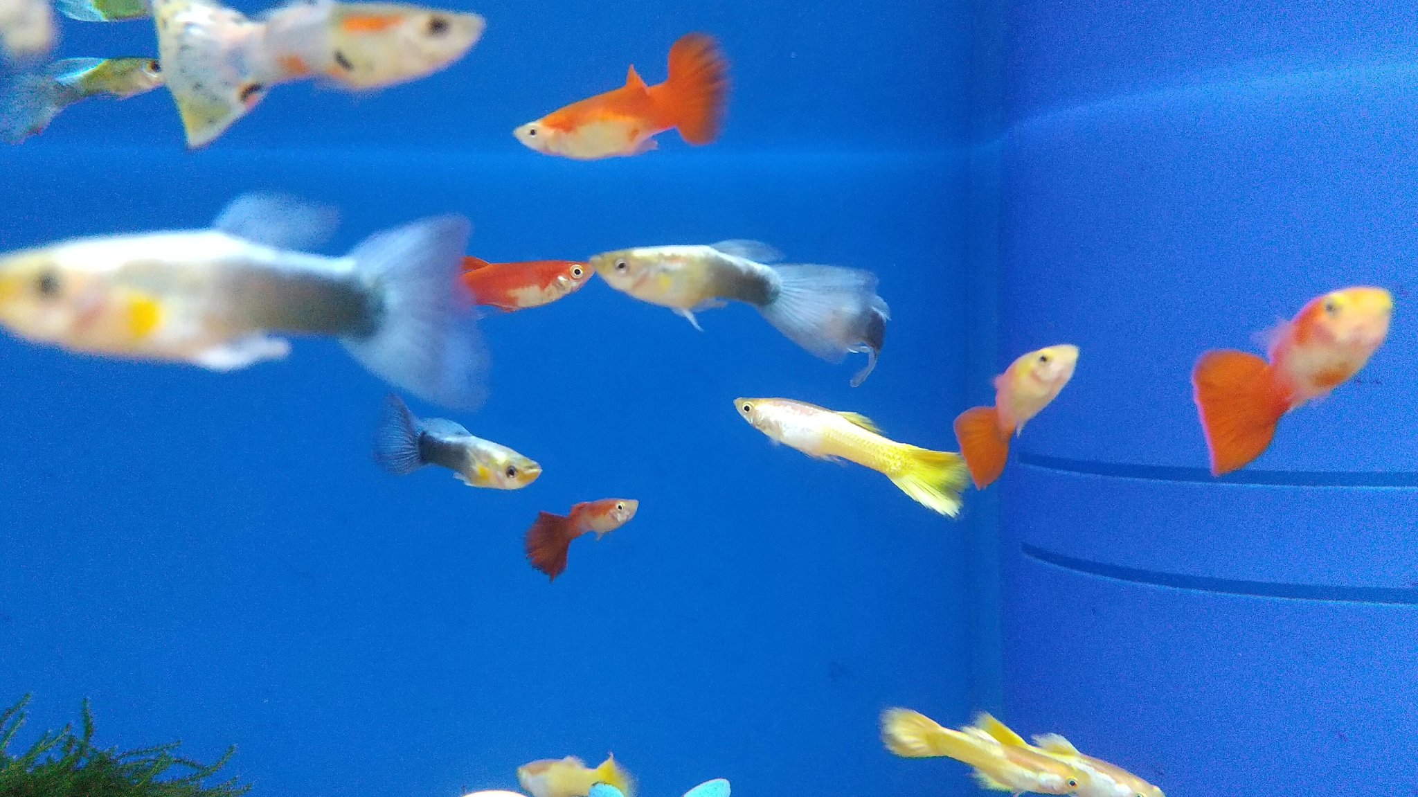 Gecko コメリパワー岩見沢店 おはようございます 昨日は熱帯魚の入荷日でした W 定番のグッピー 青色が綺麗なシクリッド 錦鯉 ウーパールーパーなど沢山仲間入りしています ー ノ