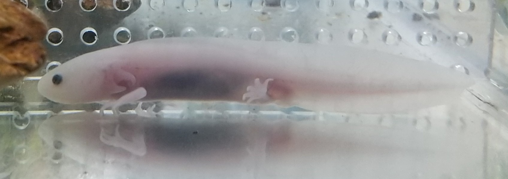Gecko コメリパワー岩見沢店 おはようございます 昨日は熱帯魚の入荷日でした W 定番のグッピー 青色が綺麗なシクリッド 錦鯉 ウーパールーパーなど沢山仲間入りしています ー ノ