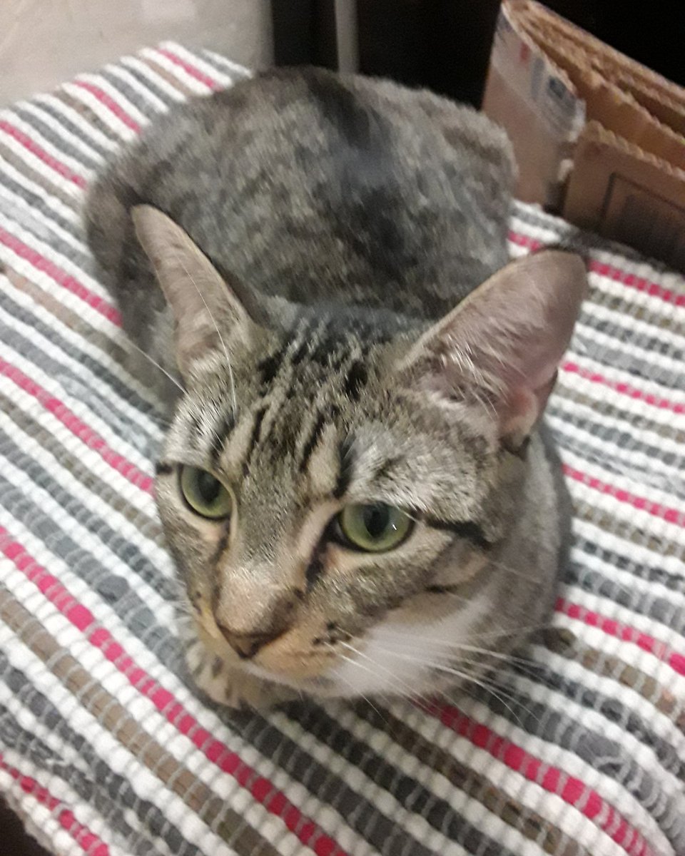 barncatlady's tweet photo. Daughter is hiding from the kittens! 😹 It's a madhouse in here!
#barncatlady #fostercats #fosterkitties #cats #catsofinstagram #catstagram #CatsOfTwitter #catsofquarantine #tabbycats #tabbies #tabbiesofinstagram #abandonedcats #fostercatsofinstagram #overit #notimpressed https://t.co/BuXO3hdotb