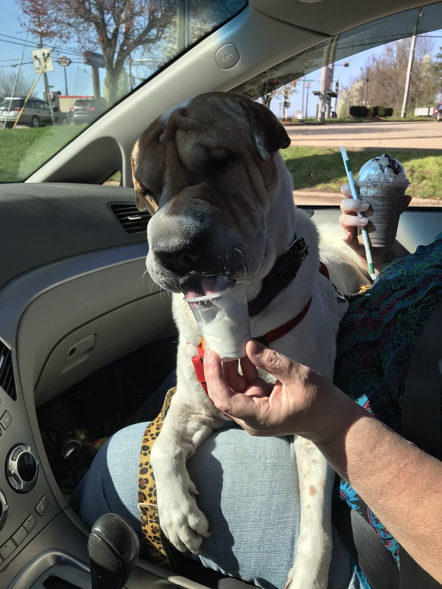 Olaf’s turn for @Starbucks!!!! Needless to say, he is quite pleased 😂...                                              #sharpei #wiggles #mushyface