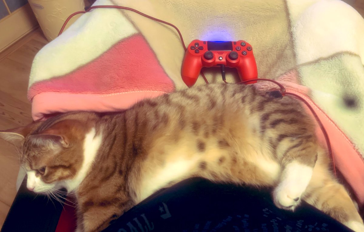 K Ta コロナで自粛せざる得ないのでtlを猫だらけにしてエア猫オフしよう うちの腹巻 最近噛んで舐めて噛んで舐めて繰り返すツンデレ