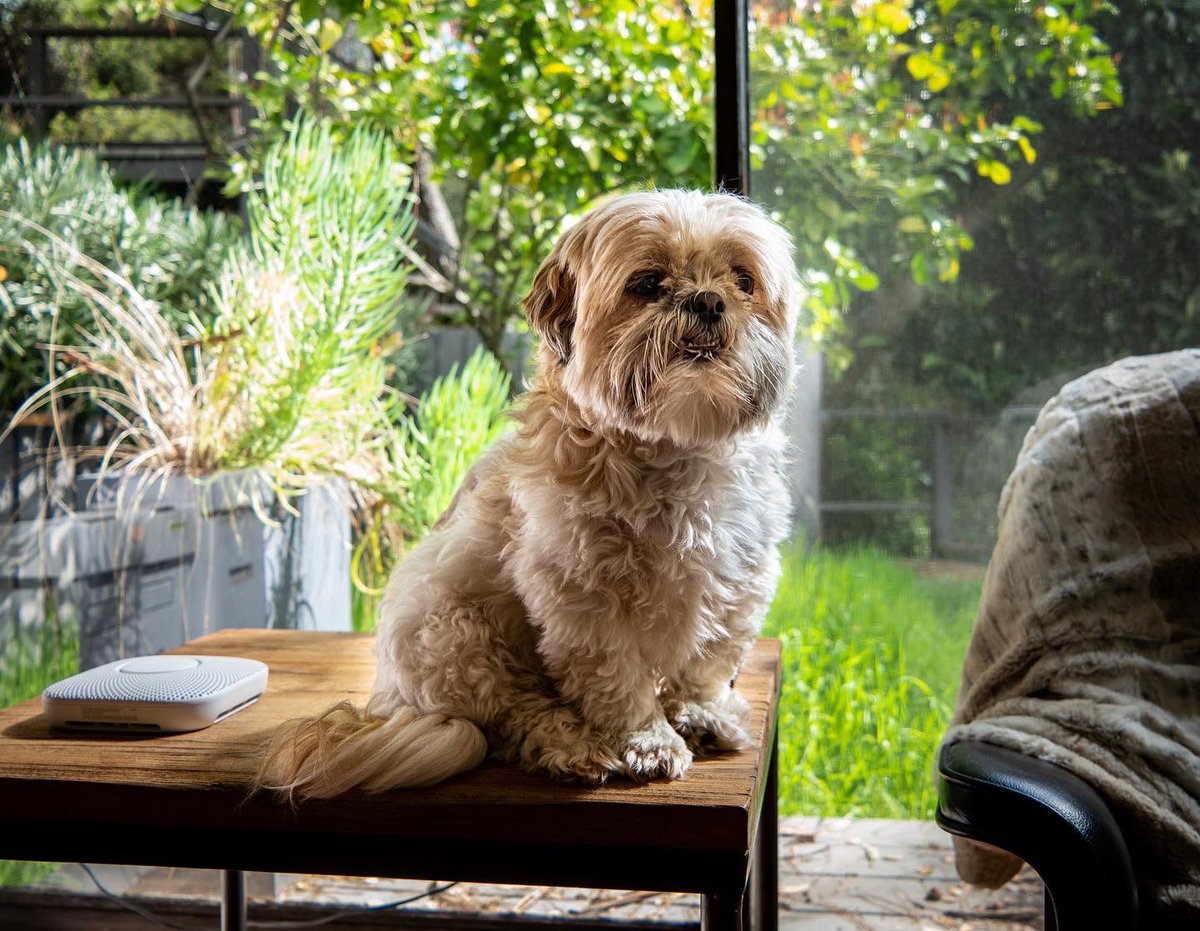 ericsnowden's tweet image. Joining the crowd and sharing my #wfh setup. Lucky to have had an office setup pre-quarantine - mixed use work/music/gallery space. Often shared with 🐶. #adobecreativesetup @adobe