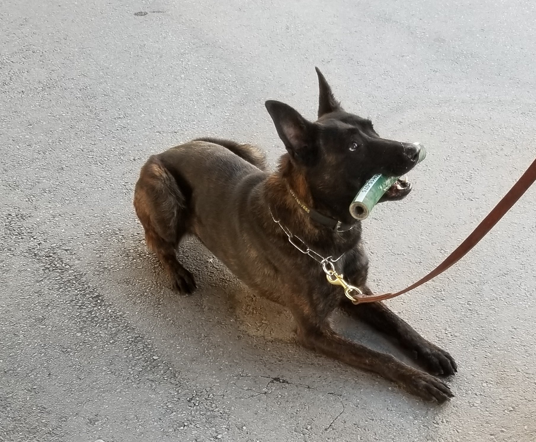 el-paso-dfo-hector-mancha-on-twitter-meet-narcotic-detector-dog-kyra