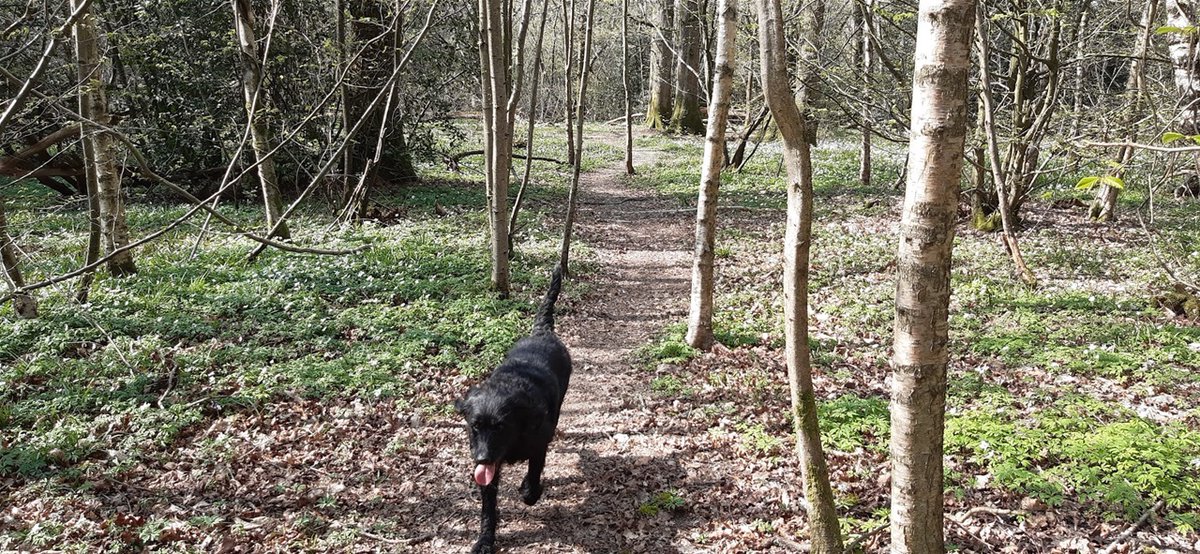 slightcynic's tweet photo. Snakes and Wood Anemones
https://t.co/maV1lLqOVE https://t.co/wEwZg7RTyF