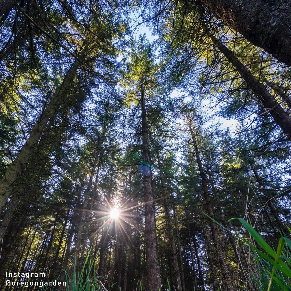 The Rediscovery Forest within The Oregon Garden contains 15 acres of pristine woodland space that's sure to supercharge your connection to nature.When the time is right to safely explore, The Rediscovery Forest is a must-see destination! 🌲 #SalemIsMOPO 
📸:<a href="/TheOregonGarden/">The Oregon Garden</a>