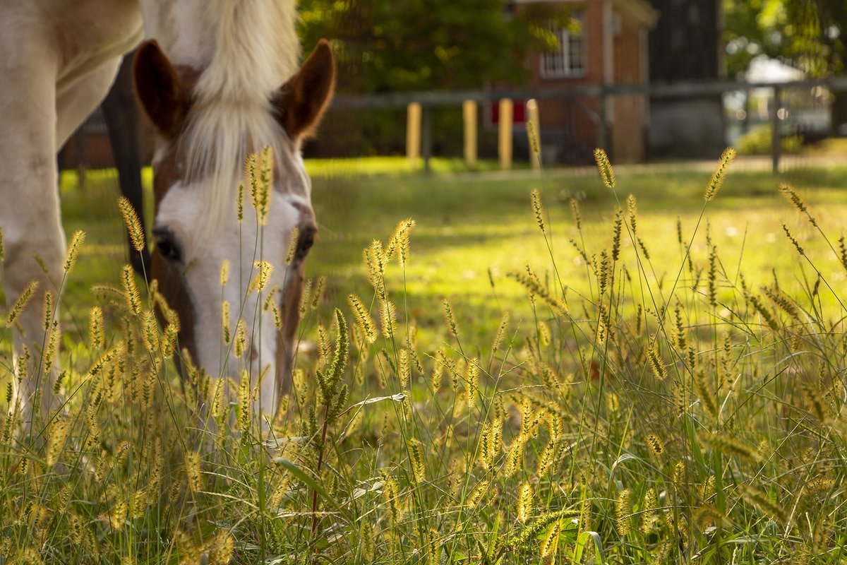 RutgersESC's tweet photo. We have created a one page resource list for Covid-19 Equine Related Resources for New Jersey.

The page is a compilation of phenomenal resources that have been made available by various groups. Check it out here:

https://t.co/lXbQvdCxjC

#RUESC #Rutgers #Horse #Equine https://t.co/GiDYxVQzuX