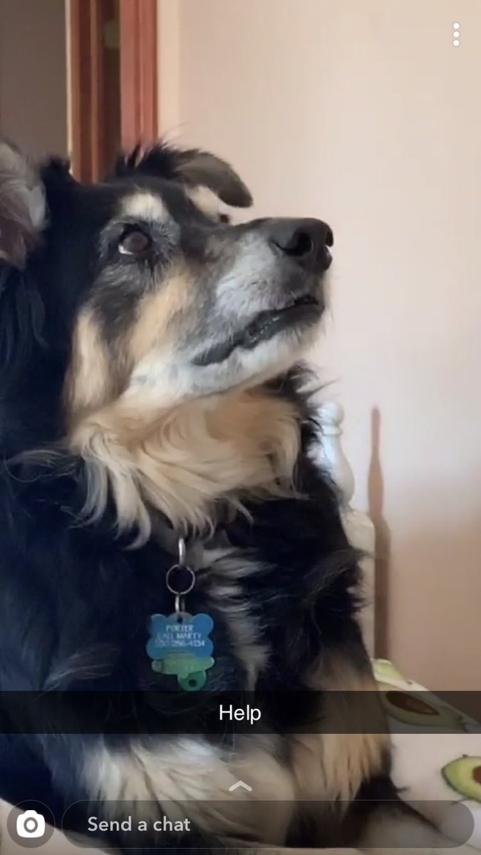 heybecksue's tweet photo. @aussiesdointhgs Hanging with my college kid person while Daddy works. https://t.co/mV0yVvlTC5