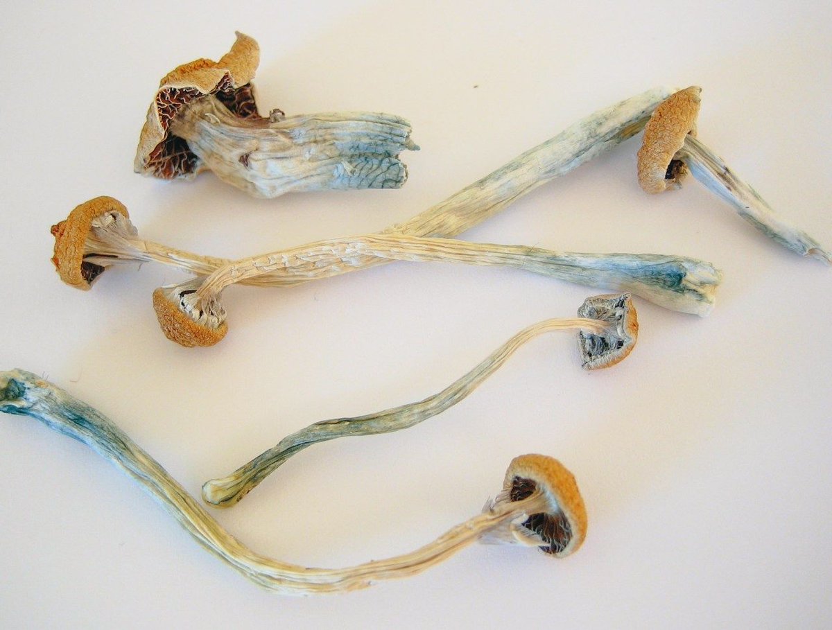 Top 10 magic mushroom strains