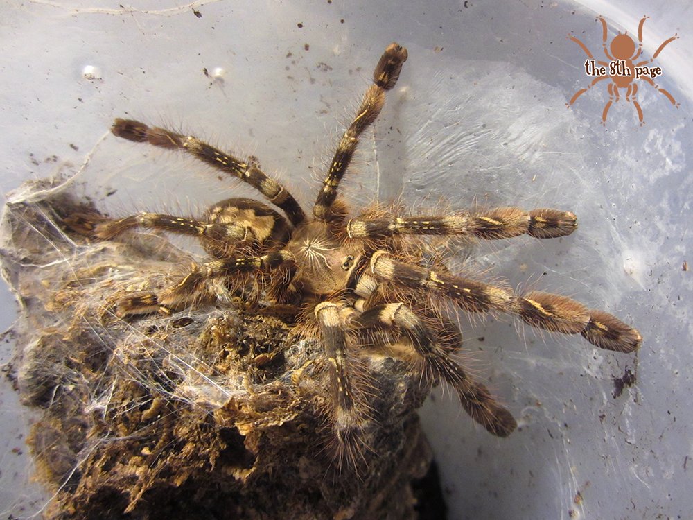 cw spiderI have a crazy number of photos & it's hard not to post them all.. so here's one post today with different spiders. In order: adult female Davus pentaloris, subadult female Poecilotheria subfusca, juvenile male Megaphobema mesomelas, adult female Pterinochilus lugardi