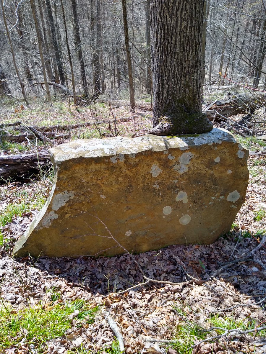 PurdueFNR's tweet photo. Check out some highlights from a walk through the @HardwoodEcosys1 today. A sycamore root waterfall, trees swallowing sandstone in Brown County and adorable blue bells. Follow them for more daily discoveries. #weknownature https://t.co/24w0oiqLr8