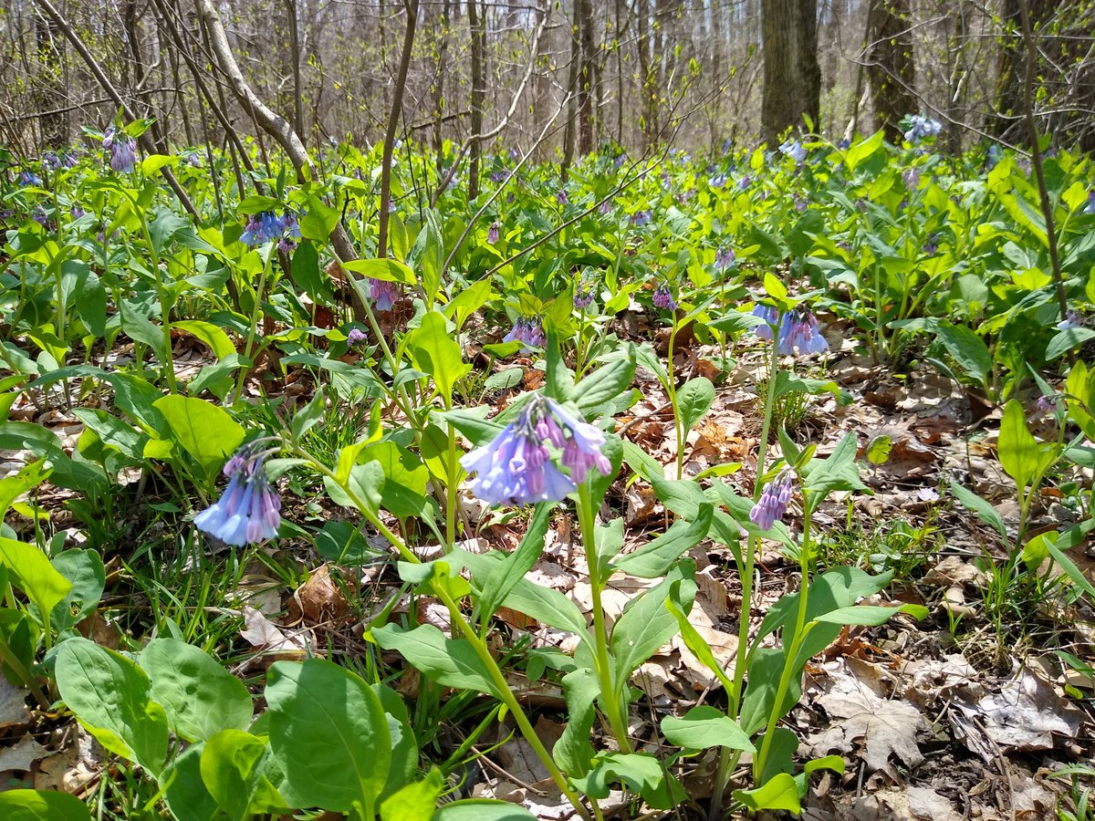 PurdueFNR's tweet photo. Check out some highlights from a walk through the @HardwoodEcosys1 today. A sycamore root waterfall, trees swallowing sandstone in Brown County and adorable blue bells. Follow them for more daily discoveries. #weknownature https://t.co/24w0oiqLr8