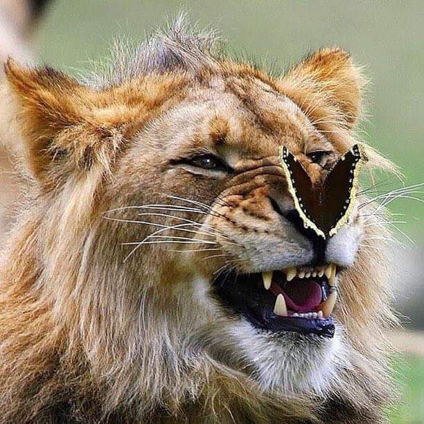 THEKevinsilver's tweet photo. Insect Africa @faith4verlives https://t.co/bLWFNc4U0P