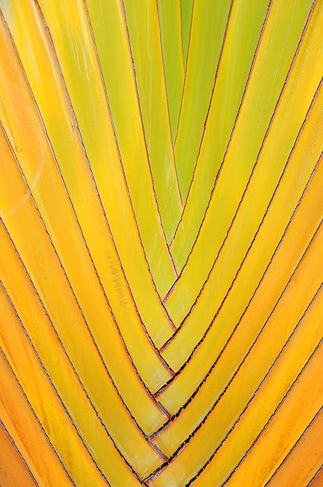 ArtSolutionsInk's tweet image. New artwork for sale! - &quot;Palm Delight&quot; - pixels.com/featured/palm-… @shoppixels