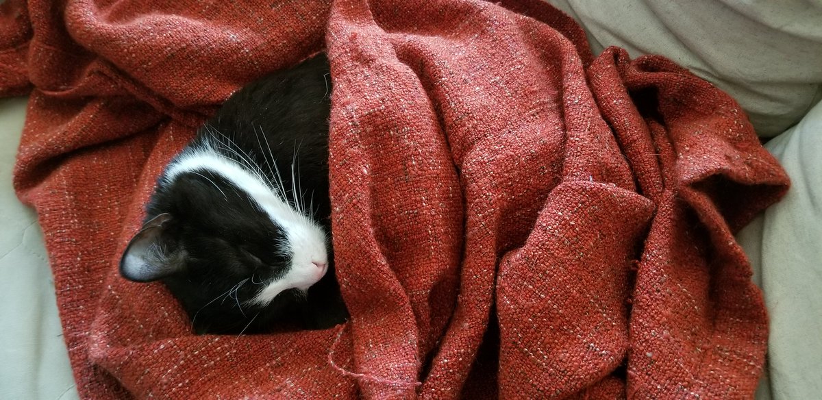 Angelibelli's tweet photo. In non-political news, I just tucked my sweet prince in. https://t.co/Mwq4MjNcMY