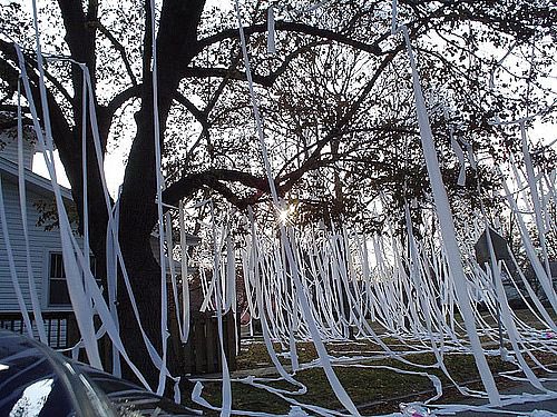 stevensongs's tweet photo. The trees are producing toilet paper again. Nature is healing. https://t.co/pHqfGEaiIR