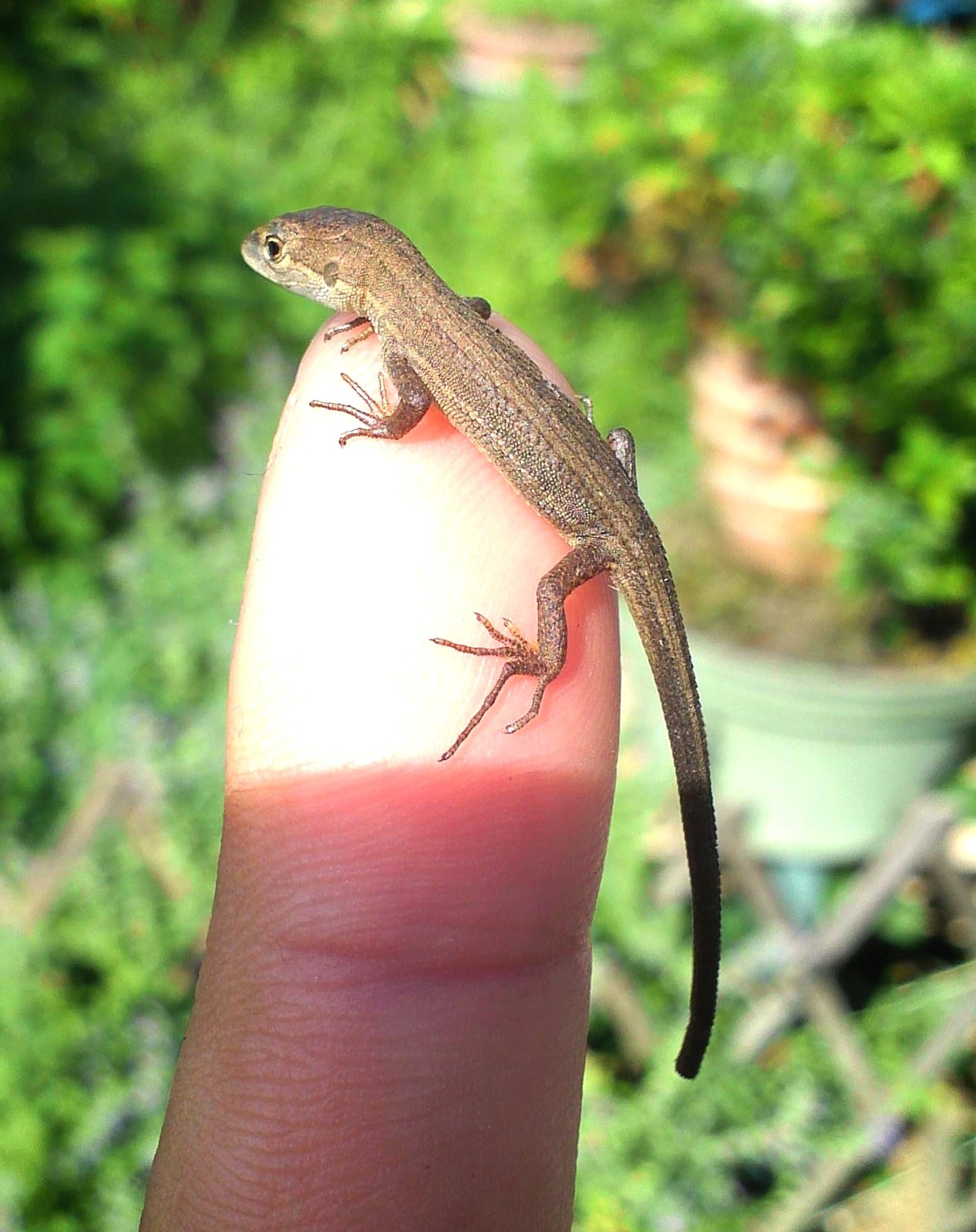 チョビすけ ミニドラグゥーン かなちょろの赤ちゃん キリトリセカイ かなへび カナヘビ 爬虫類 トカゲ かなちょろ 写真好きな人と繋がりたい T Co Xg8hdx8k1r Twitter