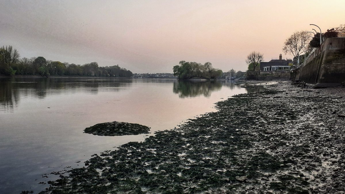 Took this photo earlier while walking Elodie on the Thames at Chiswick, I cycle down there with her these days to give her a little walk when tide is out ... (short thread folllows)