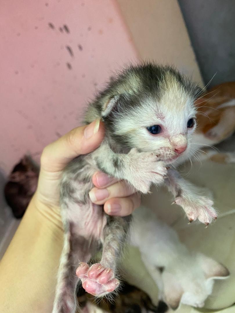 🥺