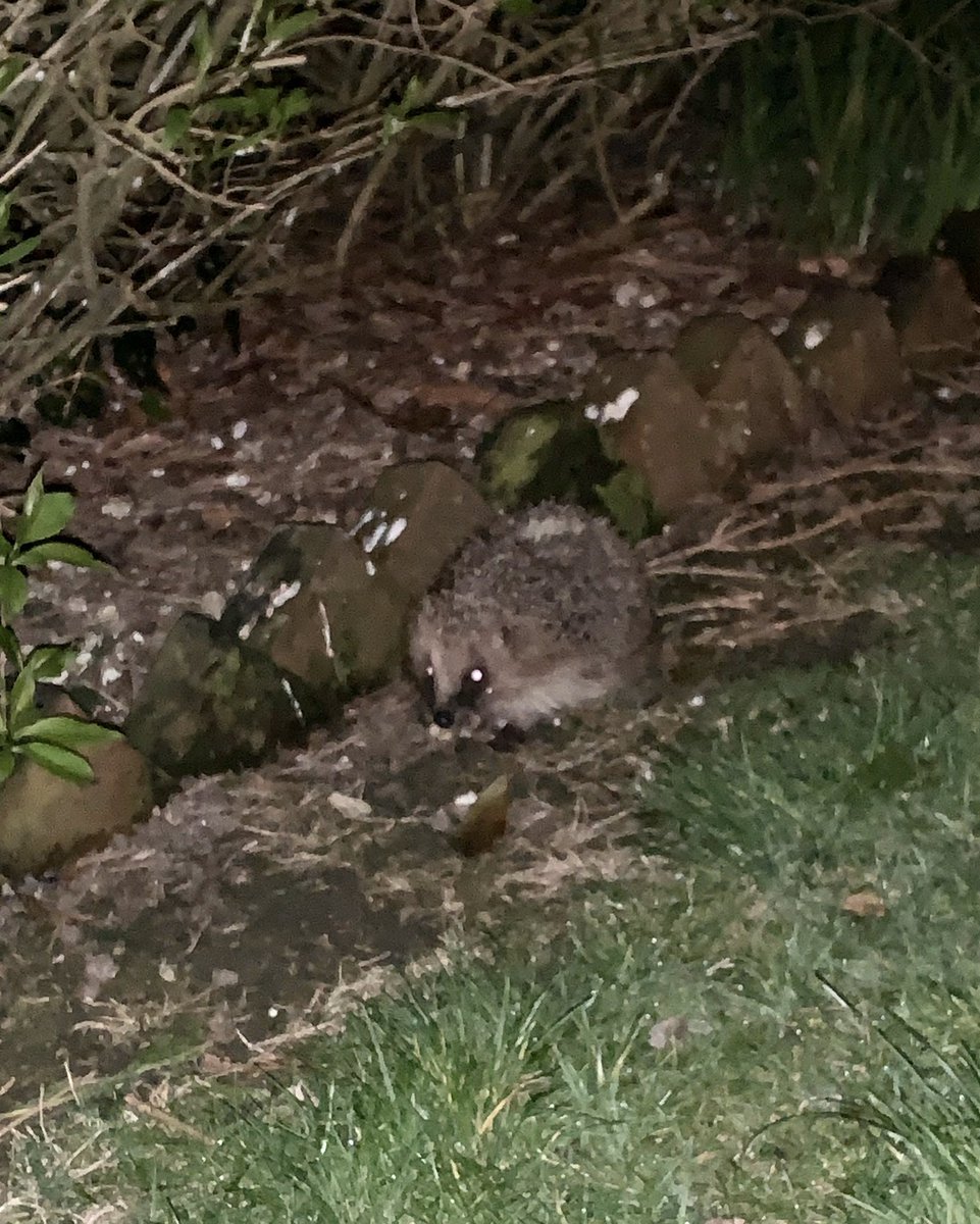 Reo21Rose's tweet photo. So happy to see this little #hedgehog in the garden tonight - first one I’ve seen since moving here. #countryliving https://t.co/ZjZ4CmNUTW