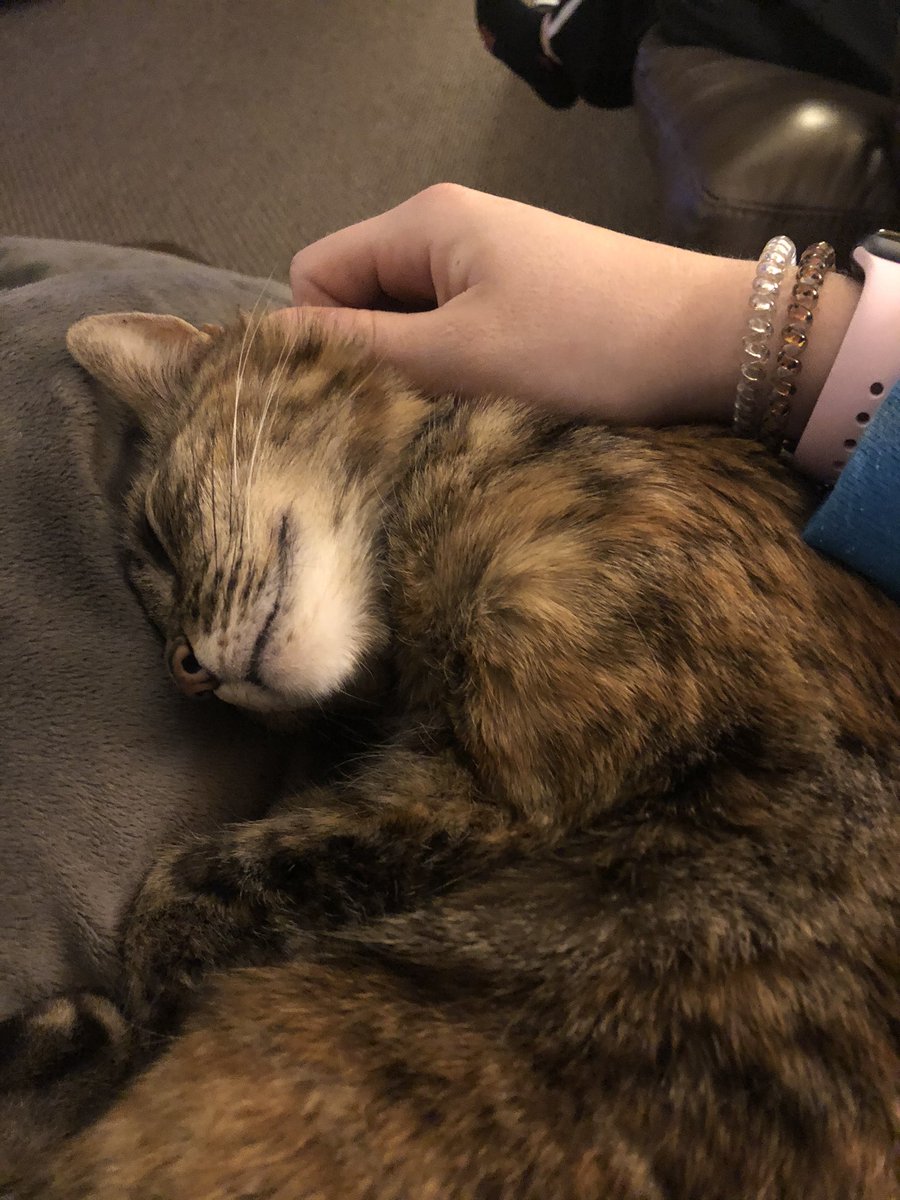 MissC3RCE's tweet photo. Furry friend day!! This is my sweet Hazel!!! ❤️ @RCE_SAiL How cute is she?!?!! https://t.co/mFXzEB9SWK